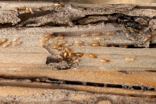 Best Mosquito Control Services  in Gorevle, IL