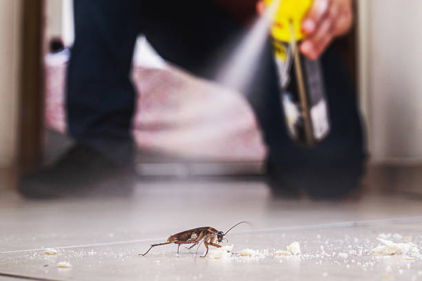 Best Insect Control  in Gorevle, IL