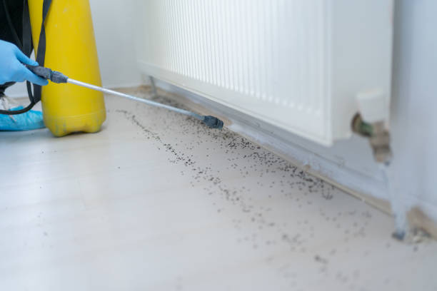Best Affordable Pest Control Services  in Gorevle, IL
