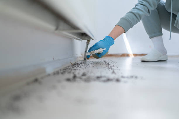 Best Wasp Removal Services  in Gorevle, IL